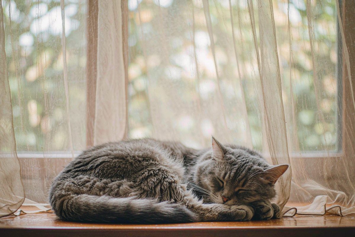Beruhigungsspray für Katzen: Verhalten ohne medizinische Aussagen